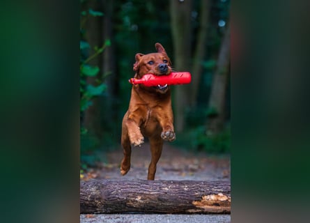 FCI Labrador Deckrüde gelb/foxred