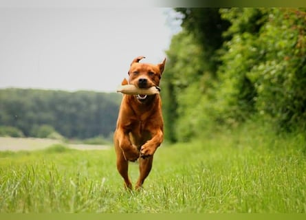 FCI Labrador Deckrüde gelb/foxred