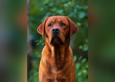 FCI Labrador Deckrüde gelb/foxred