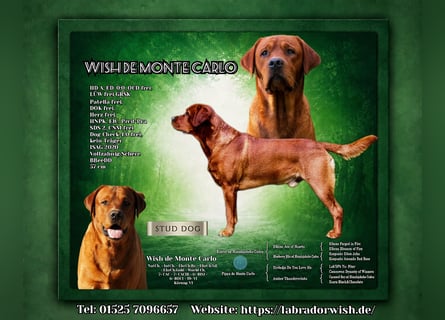 FCI Labrador Deckrüde gelb/foxred