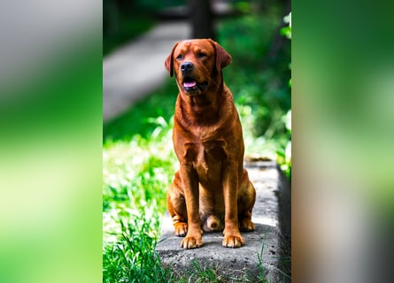 FCI Labrador Deckrüde gelb/foxred