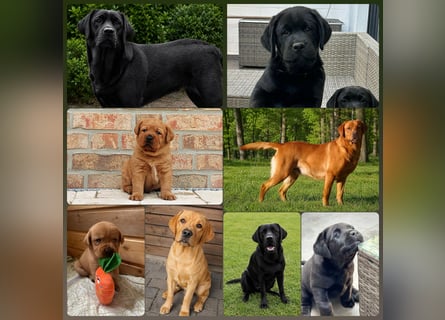 FCI Labrador Deckrüde gelb/foxred