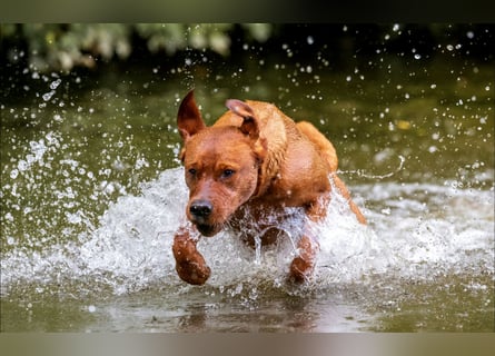 FCI Labrador Deckrüde gelb/foxred