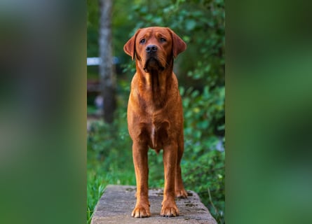 FCI Labrador Deckrüde gelb/foxred