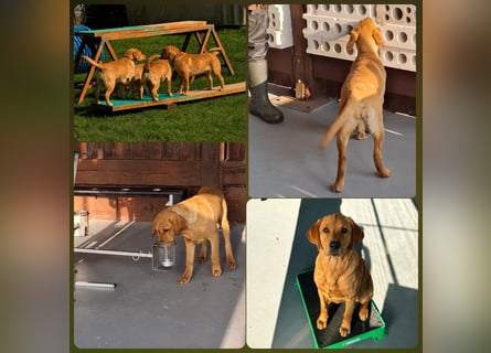 FCI Labrador Deckrüde gelb/foxred