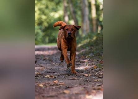 FCI Labrador Deckrüde gelb/foxred