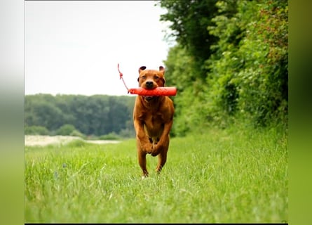 FCI Labrador Deckrüde gelb/foxred