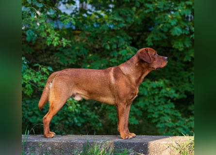 FCI Labrador Deckrüde gelb/foxred