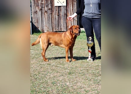 FCI Labrador Deckrüde gelb/foxred