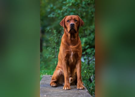 FCI Labrador Deckrüde gelb/foxred