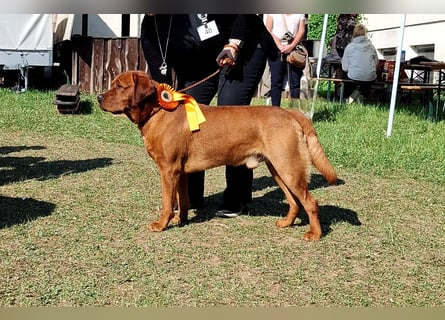 FCI Labrador Deckrüde gelb/foxred