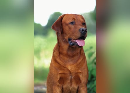 FCI Labrador Deckrüde gelb/foxred