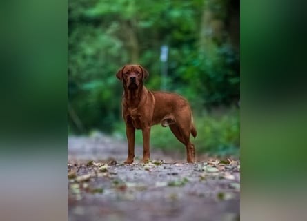 FCI Labrador Deckrüde gelb/foxred