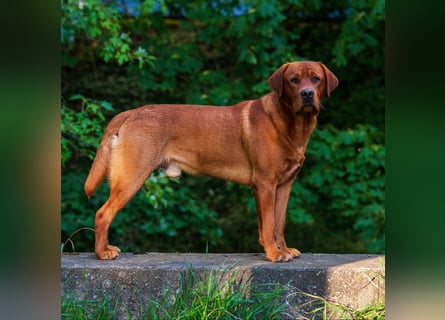 FCI Labrador Deckrüde gelb/foxred