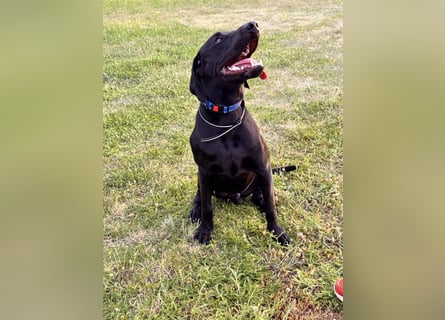 Wunderschönen Weimaraner Labrador Mix