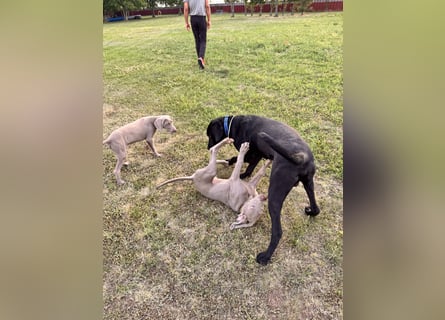 Wunderschönen Weimaraner Labrador Mix