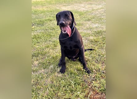 Wunderschönen Weimaraner Labrador Mix