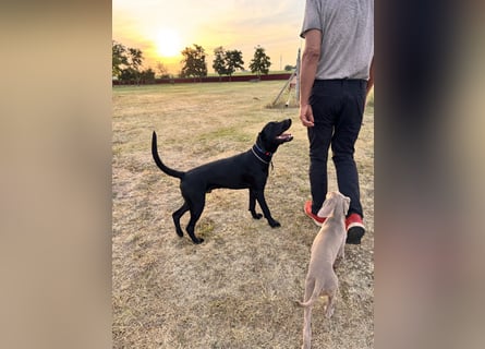 Wunderschönen Weimaraner Labrador Mix