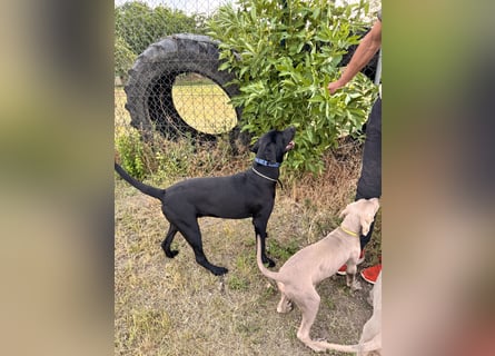Wunderschönen Weimaraner Labrador Mix