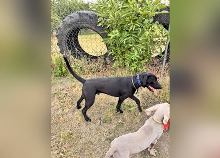 Wunderschönen Weimaraner Labrador Mix