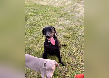 Wunderschönen Weimaraner Labrador Mix