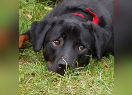 Chopper - Wirbelwind mit Köpfchen - Tierhilfe Franken e.V.