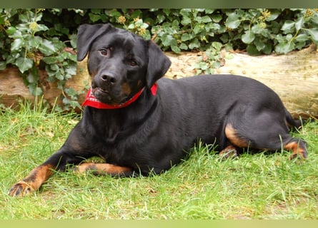 Chopper - Wirbelwind mit Köpfchen - Tierhilfe Franken e.V.