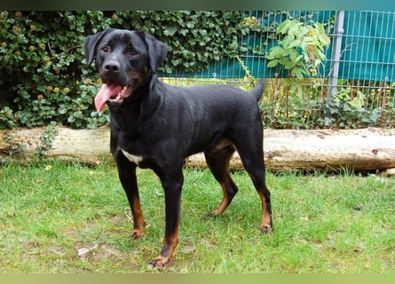 Chopper - Wirbelwind mit Köpfchen - Tierhilfe Franken e.V.