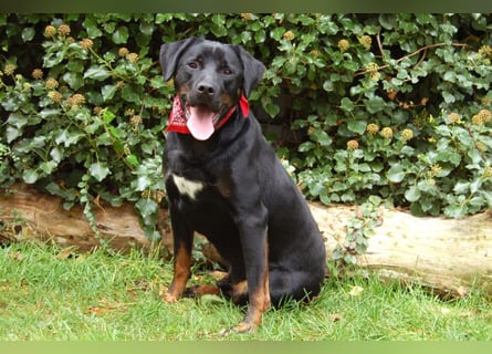 Chopper - Wirbelwind mit Köpfchen - Tierhilfe Franken e.V.