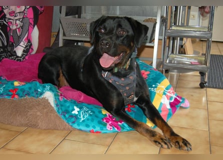 Chopper - Wirbelwind mit Köpfchen - Tierhilfe Franken e.V.