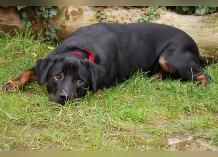 Chopper - verschmust und aktiv - Tierhilfe Franken e.V.