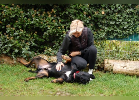 Chopper - Wirbelwind mit Köpfchen - Tierhilfe Franken e.V.
