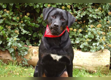 Chopper - verschmust und aktiv - Tierhilfe Franken e.V.