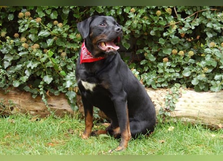 Chopper - Wirbelwind mit Köpfchen - Tierhilfe Franken e.V.