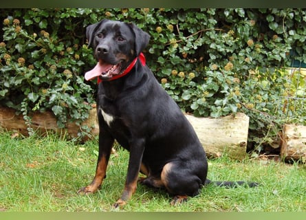 Chopper - verschmust und aktiv - Tierhilfe Franken e.V.