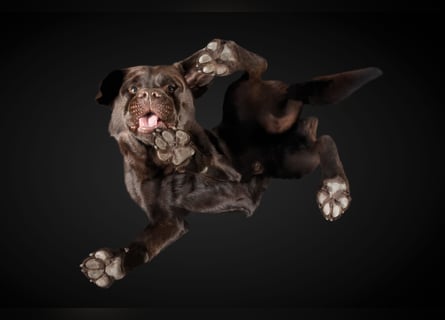 Labrador Deckrüde mit LCD-Zulassung, reinerbig chocolate, NRW