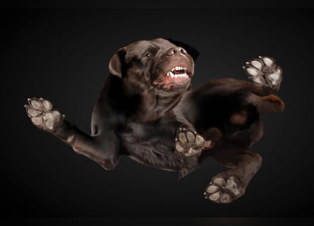 Labrador Deckrüde mit LCD-Zulassung, reinerbig chocolate, NRW