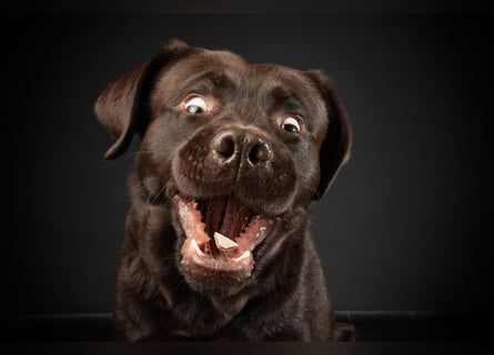 Labrador Deckrüde mit LCD-Zulassung, reinerbig chocolate, NRW