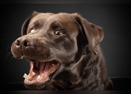 Labrador Deckrüde mit LCD-Zulassung, reinerbig chocolate, NRW