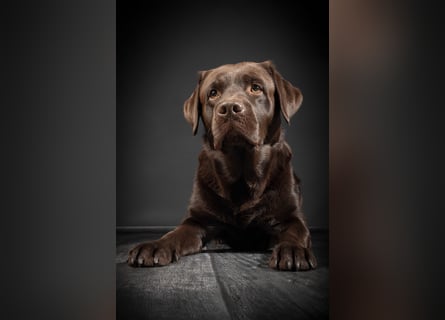 Labrador Deckrüde mit LCD-Zulassung, reinerbig chocolate, NRW