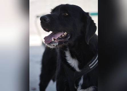 Dibala - ein Herz aus purem Gold