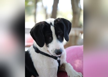 Alice- mit einem Lächeln ins Wunderland