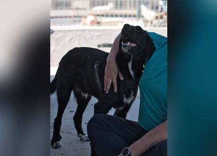 Dibala - ein Herz aus purem Gold