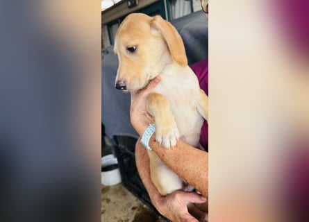 Yael - anmutiges Hundekind mit dem großen Herzen