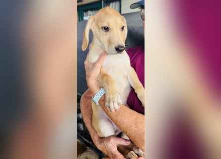 Yael - anmutiges Hundekind mit dem großen Herzen