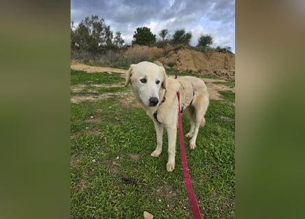 Nala: ihre Augen blicken in dein  Herz