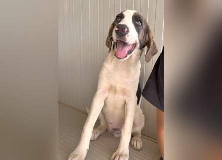 Carlo: ihn muss man lieb haben