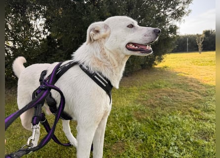 Lupin: ein großer Schmuser wartet auf Dich