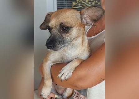 Jolie: ein Traum für Labrador-Freunde