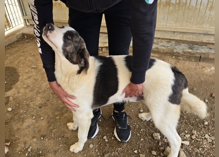 Carlo: ihn muss man lieb haben